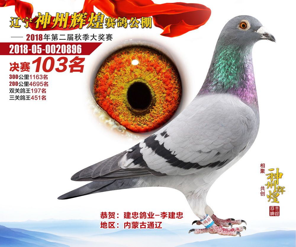 神州辉煌赛鸽公棚2018年秋决赛获奖鸽101—200名