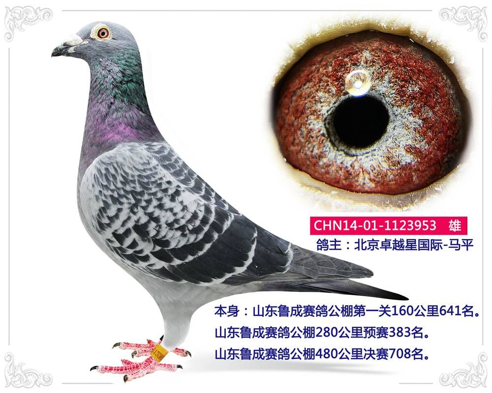 北京晶宇赛鸽 - 中信网铭鸽展厅 www.ag188.com