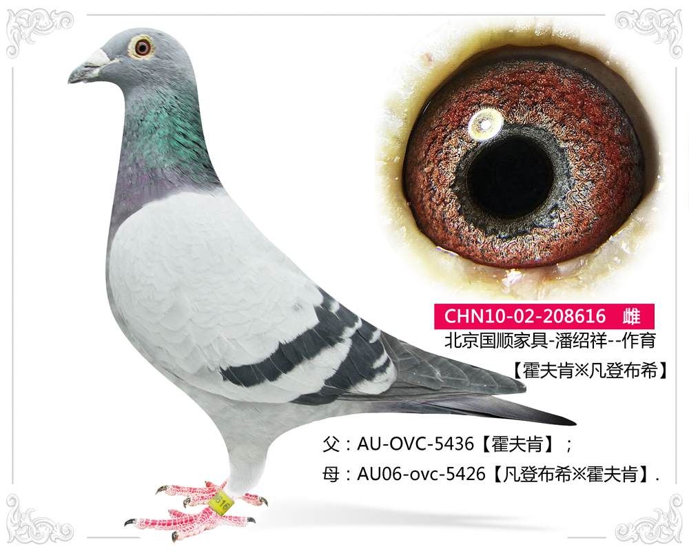 北京晶宇赛鸽在线拍鸽