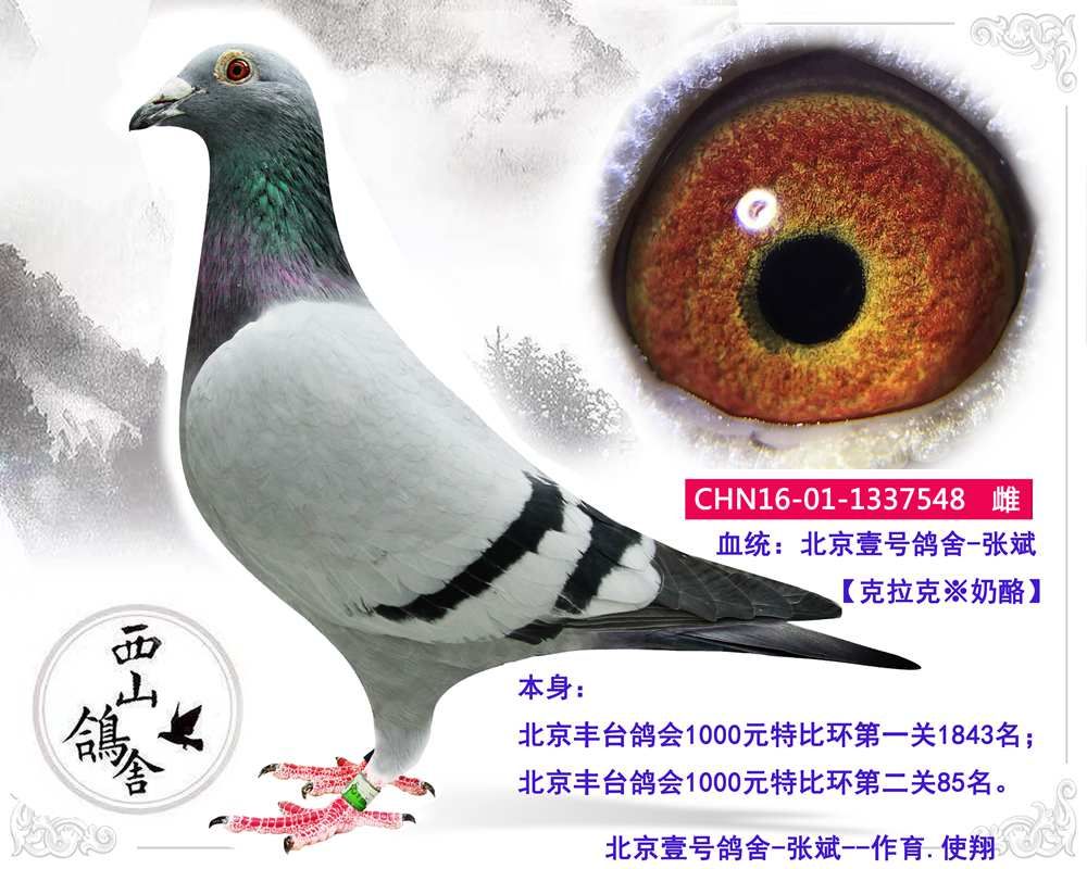 北京壹号鸽舍-张斌--北京丰台1000元特比85名 保证金级拍卖