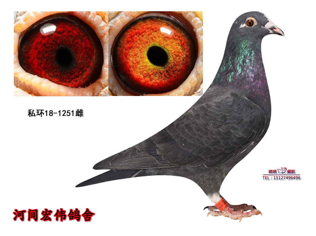 河间市宏伟鸽舍 中信网铭鸽展厅 www.ag188.com
