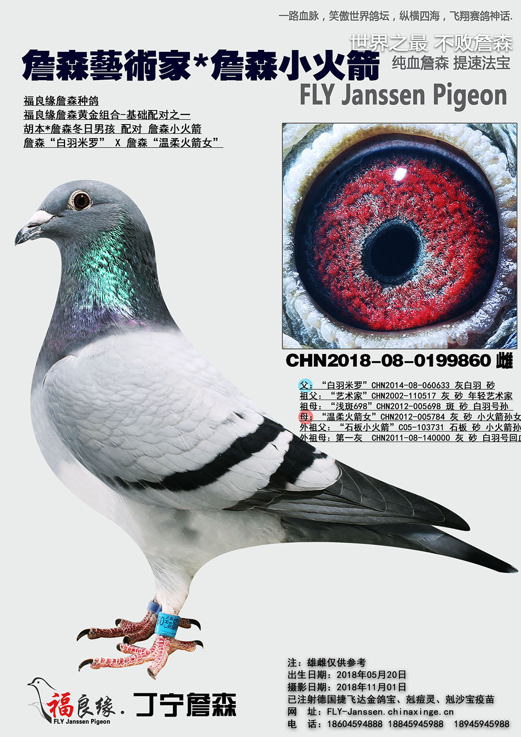 同父母: 2016年秋季黑龙江省大庆市龙凤区向阳信鸽协会400KM14名 2016年秋季黑龙江省大庆市龙凤区向阳信鸽协会400KM单关大奖赛季军 同母异父兄妹作出 CHN2014-23-671882 2014年秋季本舍支援贵州贵阳鸽友在贵州红枫赛鸽中心450KM决赛141名【归巢雾雨天气】 父:白羽米罗CHN2014-08-060633 灰白羽 砂 直女: CHN2016-08-0300178 2016年秋季黑龙江省大庆市龙凤区向阳信鸽协会400KM14名 2016年秋季黑龙江省大庆市龙凤区向阳信鸽协会