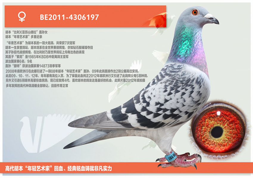 首都铭鸽世家 - 中信网铭鸽展厅 www.ag188.com