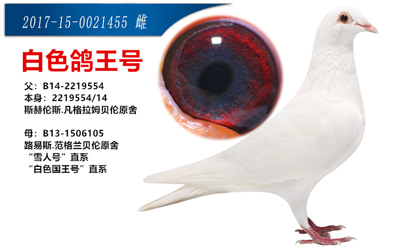 500          元 拍卖状态: 拍卖中 商家名称: 王鸿杨阿腾培育中心