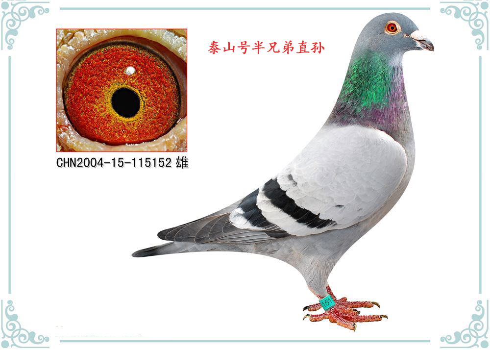 山东鲁能兄弟 - 中信网铭鸽展厅 www.ag188.com