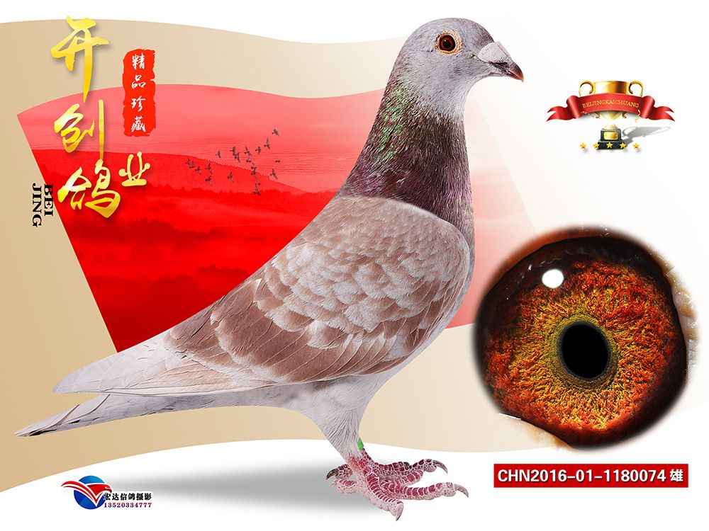 北京开创鸽业 - 中信网铭鸽展厅 www.ag188.com