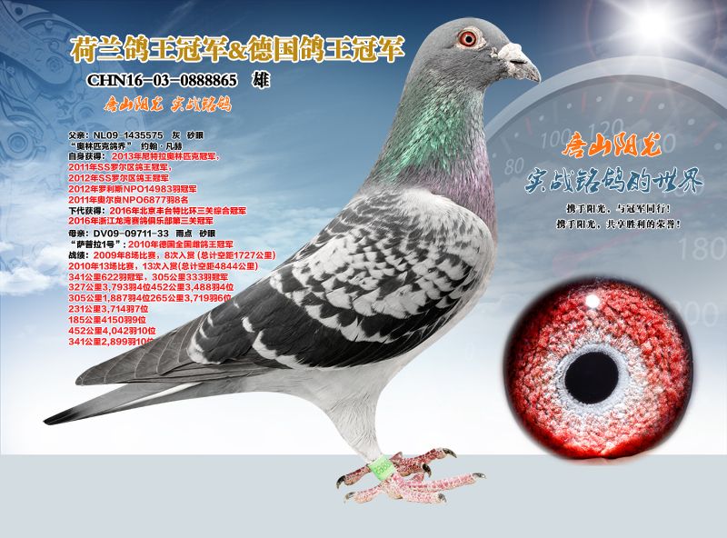 唐山阳光 - 中信网铭鸽展厅 www.ag188.com