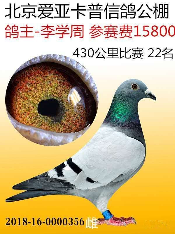 虾说虾有理鸽业 - 中信网铭鸽展厅 www.ag188.com