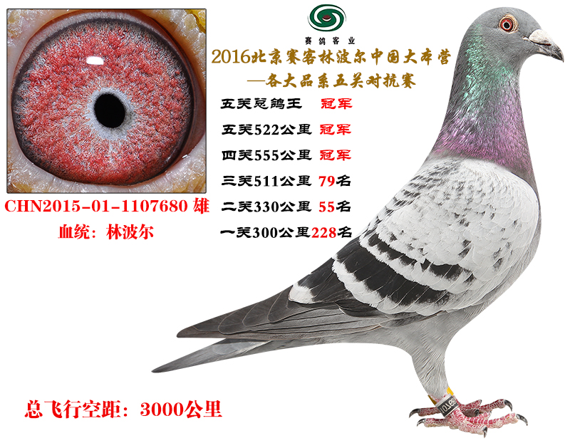 16五关总鸽王冠军