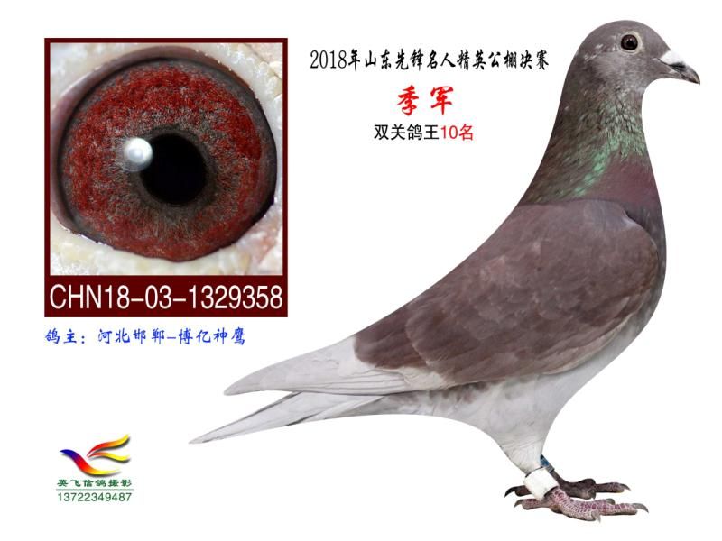 内蒙赛欧鸽苑 - 中信网铭鸽展厅 www.ag188.com
