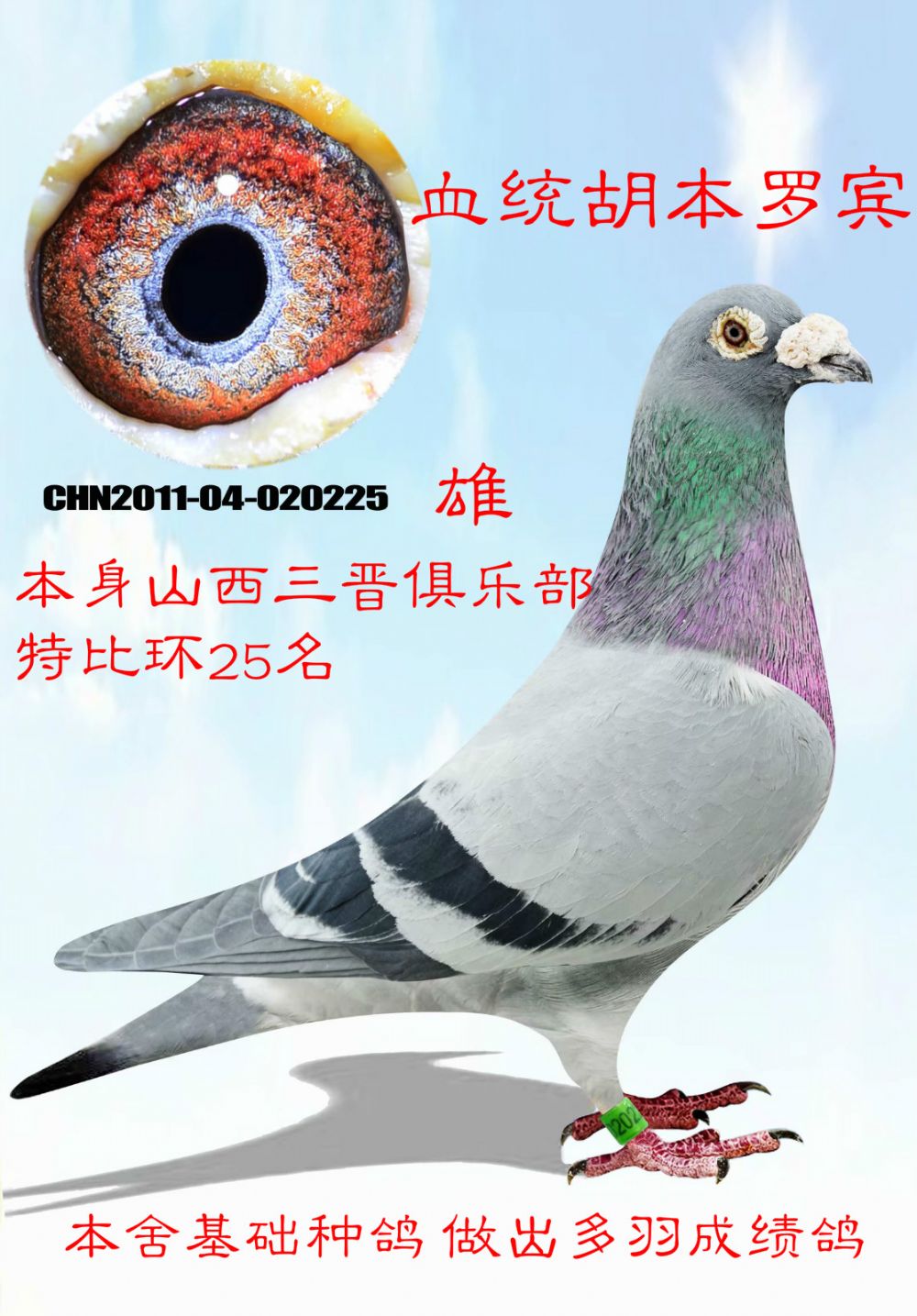 起凤轩赛鸽联盟