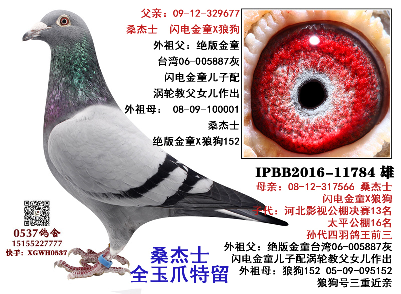 桑杰士 全玉爪