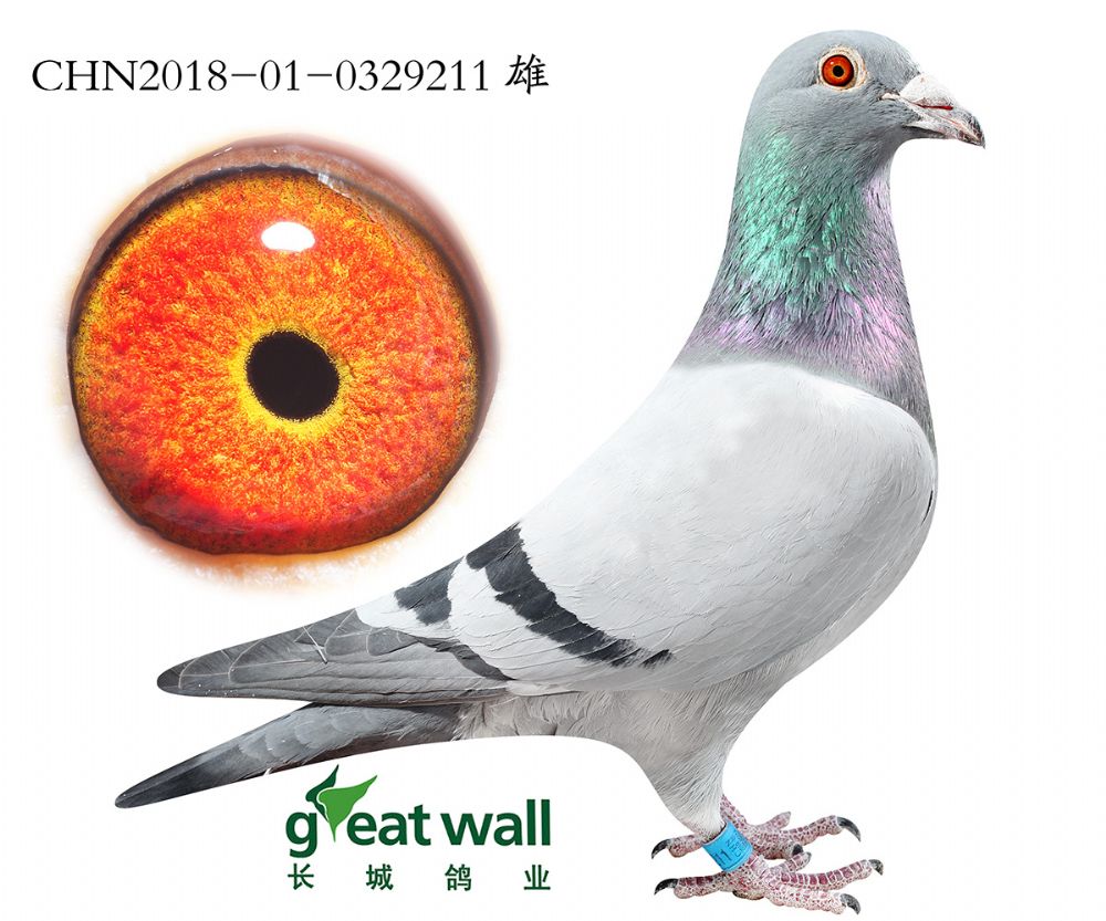长城鸽业 - 中信网铭鸽展厅 www.ag188.com