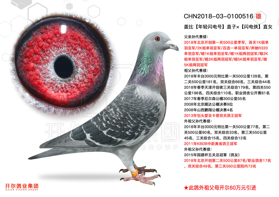 唐山开尔鸽业 - 中信网铭鸽展厅 www.ag188.com