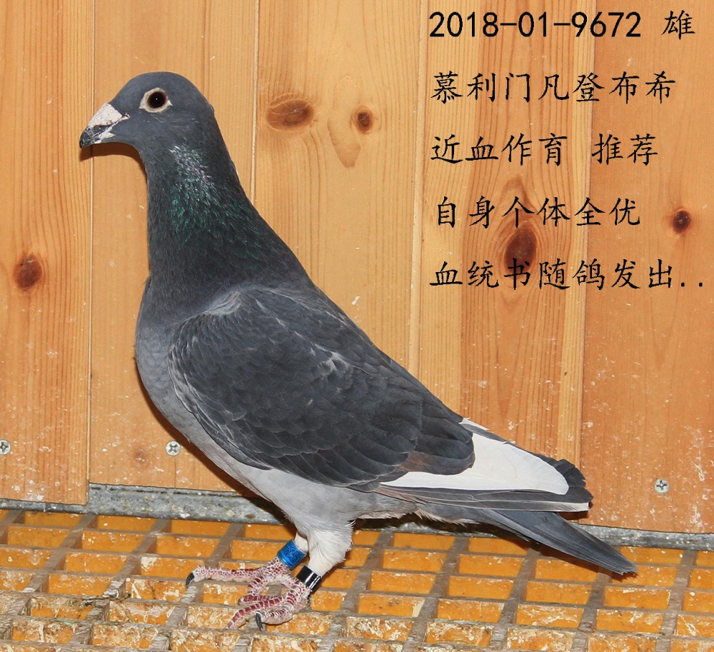 拍卖专题 >> 查看拍卖商品  首 页  铭 鸽  新鸽上架  推荐铭鸽  定价