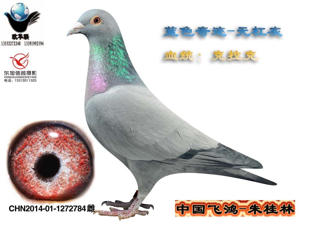 信鸽拍卖首页 拍卖专题 >> 查看拍卖商品    无杠灰1272784