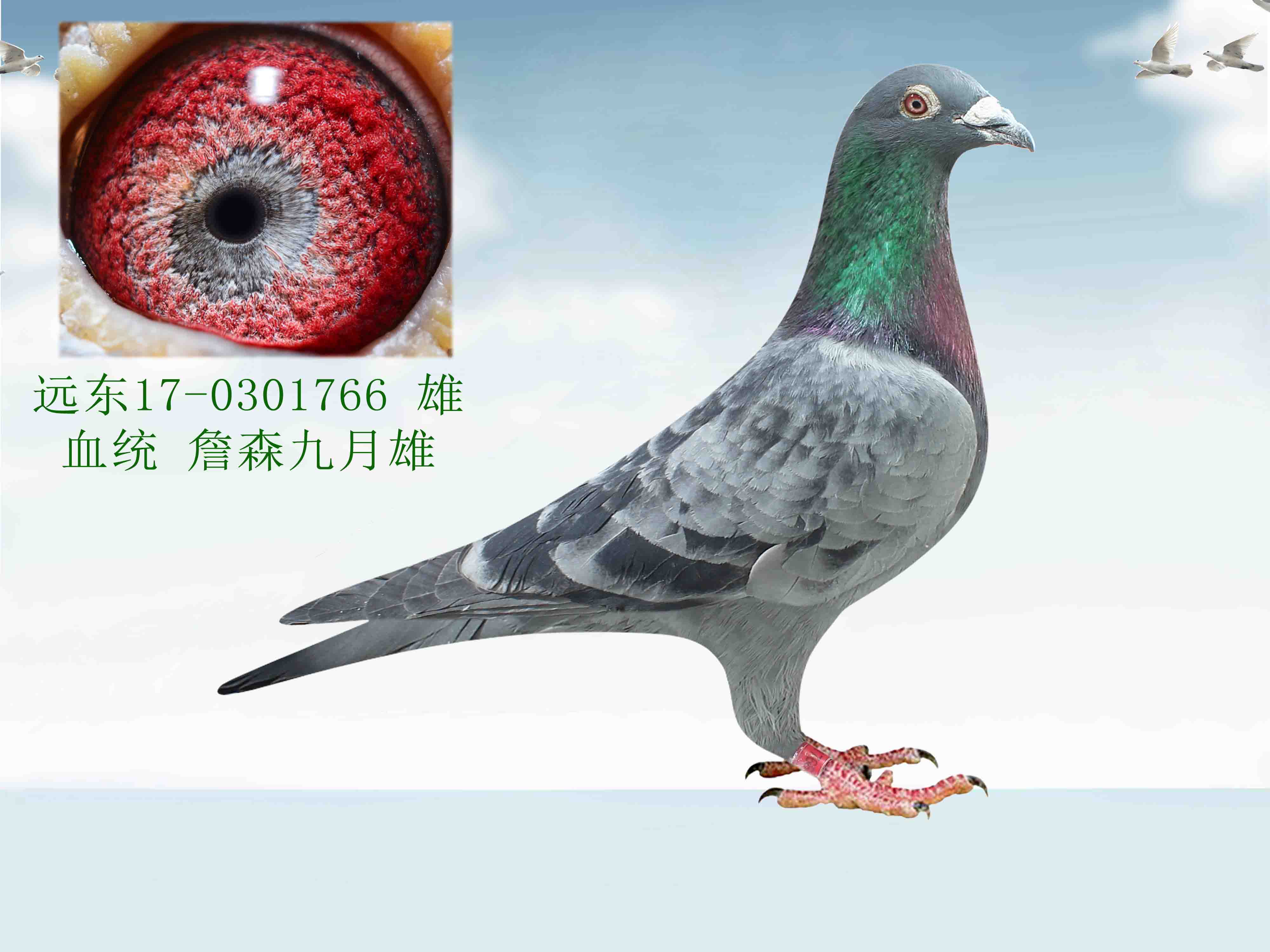 信鸽在线拍卖平台 - 中国信鸽信息网