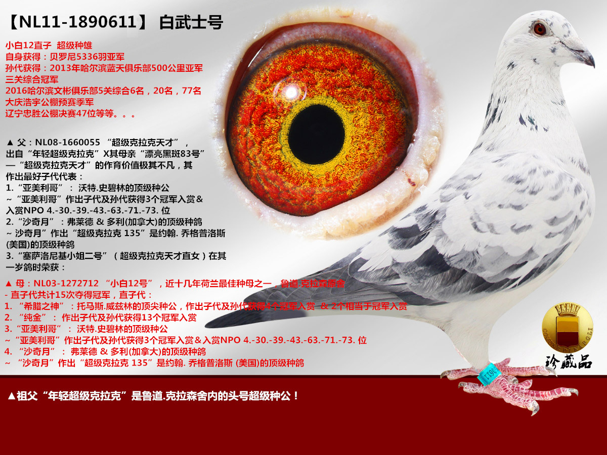 信鸽在线拍卖平台 - 中国信鸽信息网