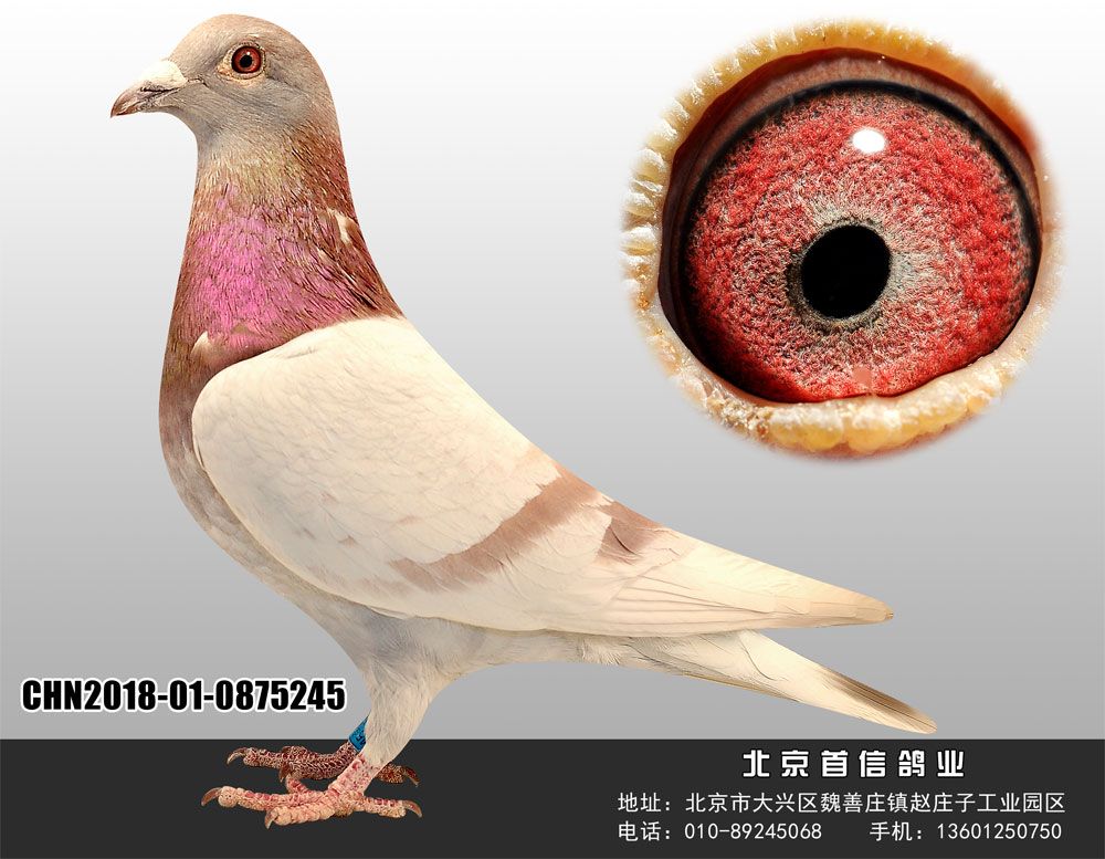 北京首信鸽业 - 中信网铭鸽展厅 www.ag188.com