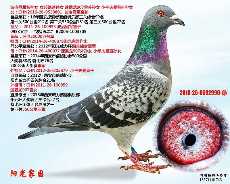 陕西中鸽国际文化传播 - 中信网铭鸽展厅 www.ag188.