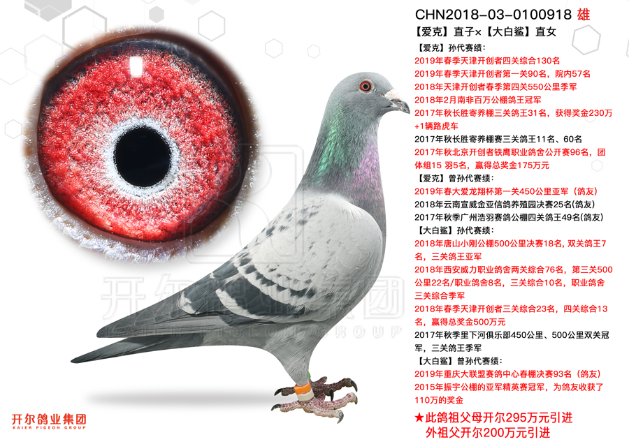 信鸽在线拍卖平台 - 中国信鸽信息网