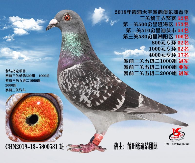 福建天宇俱乐部2019年春赛三关鸽王1—80名