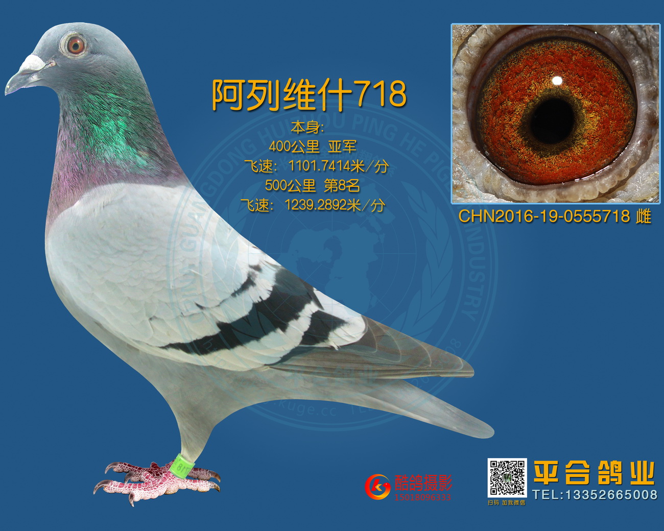 信鸽在线拍卖平台 - 中国信鸽信息网