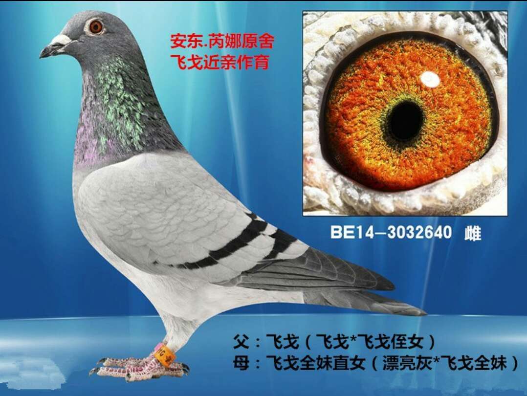信鸽在线拍卖平台 中国信鸽信息网