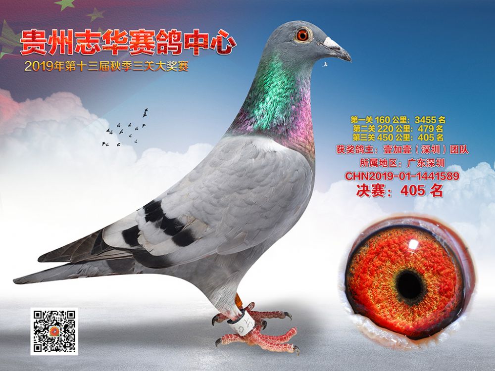 1800         元 拍卖状态: 拍卖结束 商家名称: 贵州志华赛鸽中心