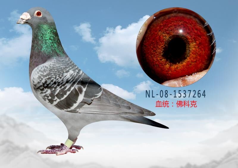 信鸽在线拍卖平台 - 中国信鸽信息网