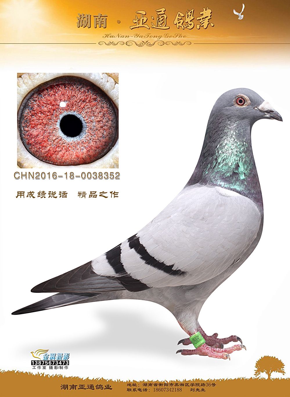众友信鸽传媒 - 中信网铭鸽展厅 www.ag188.com