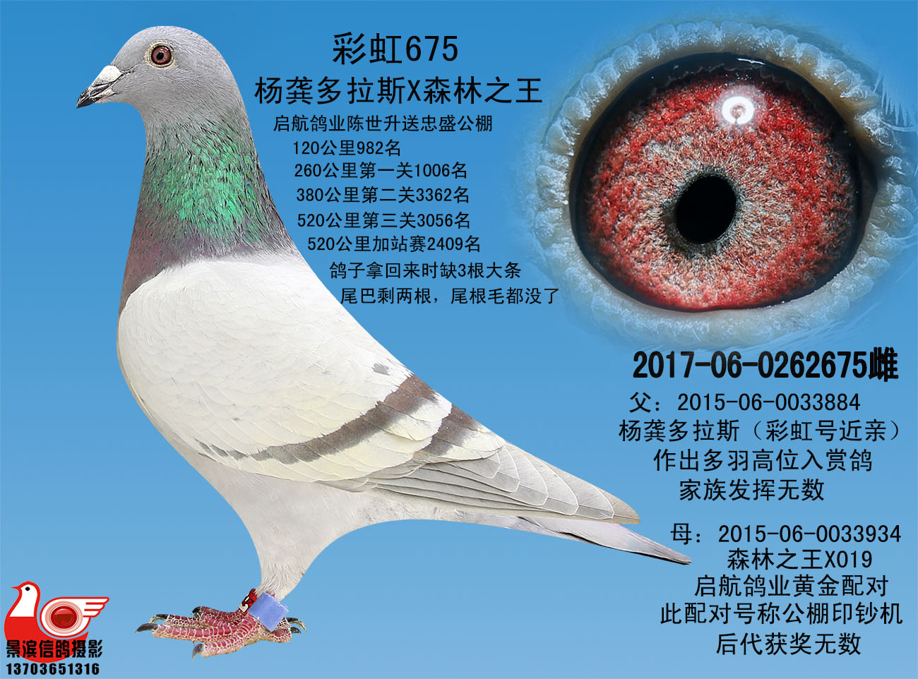 信鸽拍卖首页 拍卖专题 >> 查看拍卖商品