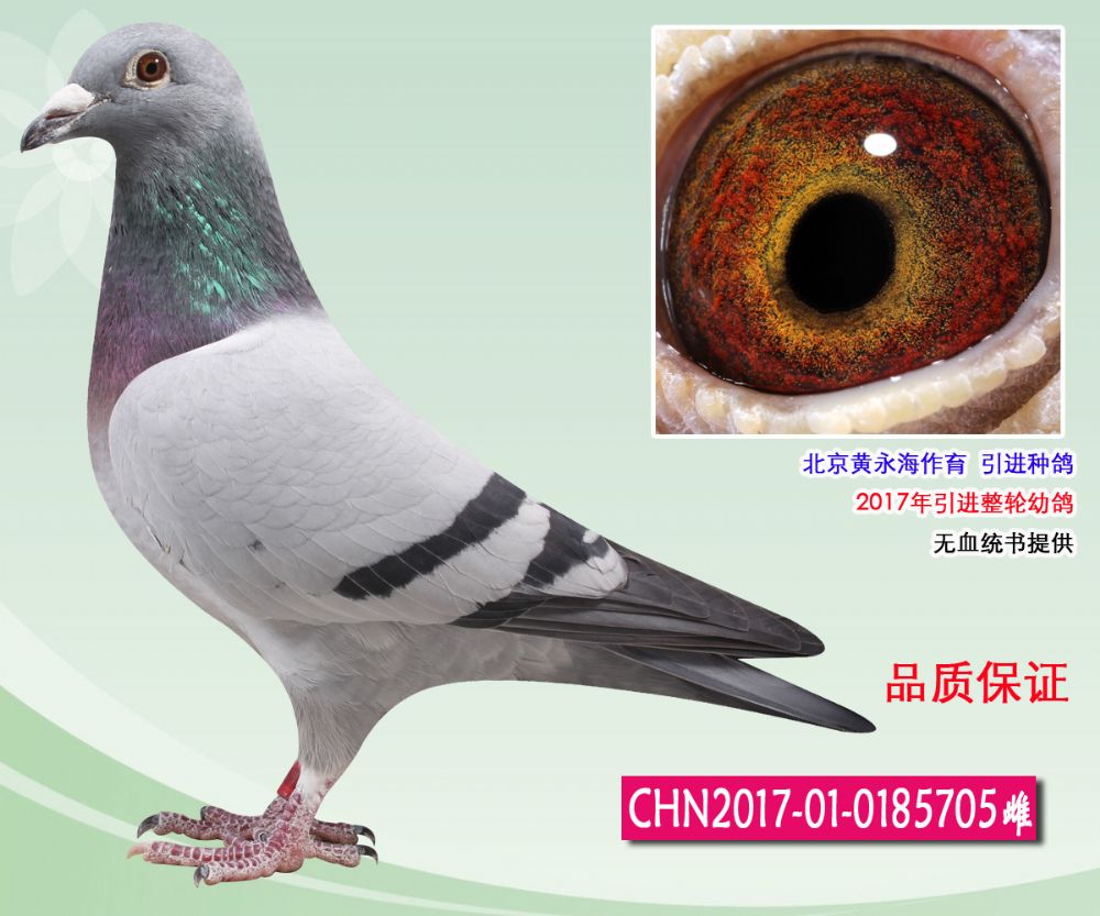 北京信鸽文化传媒 - 中信网铭鸽展厅 www.ag188.com