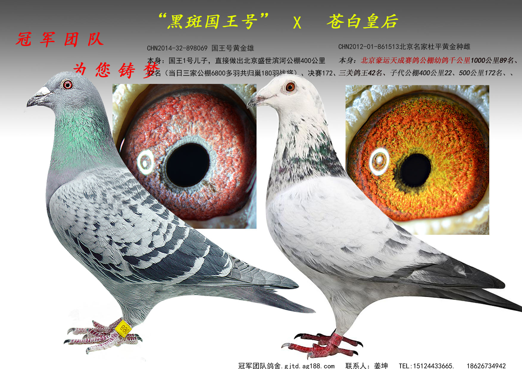 冠军团队鸽舍 - 中信网铭鸽展厅 www.ag188.com