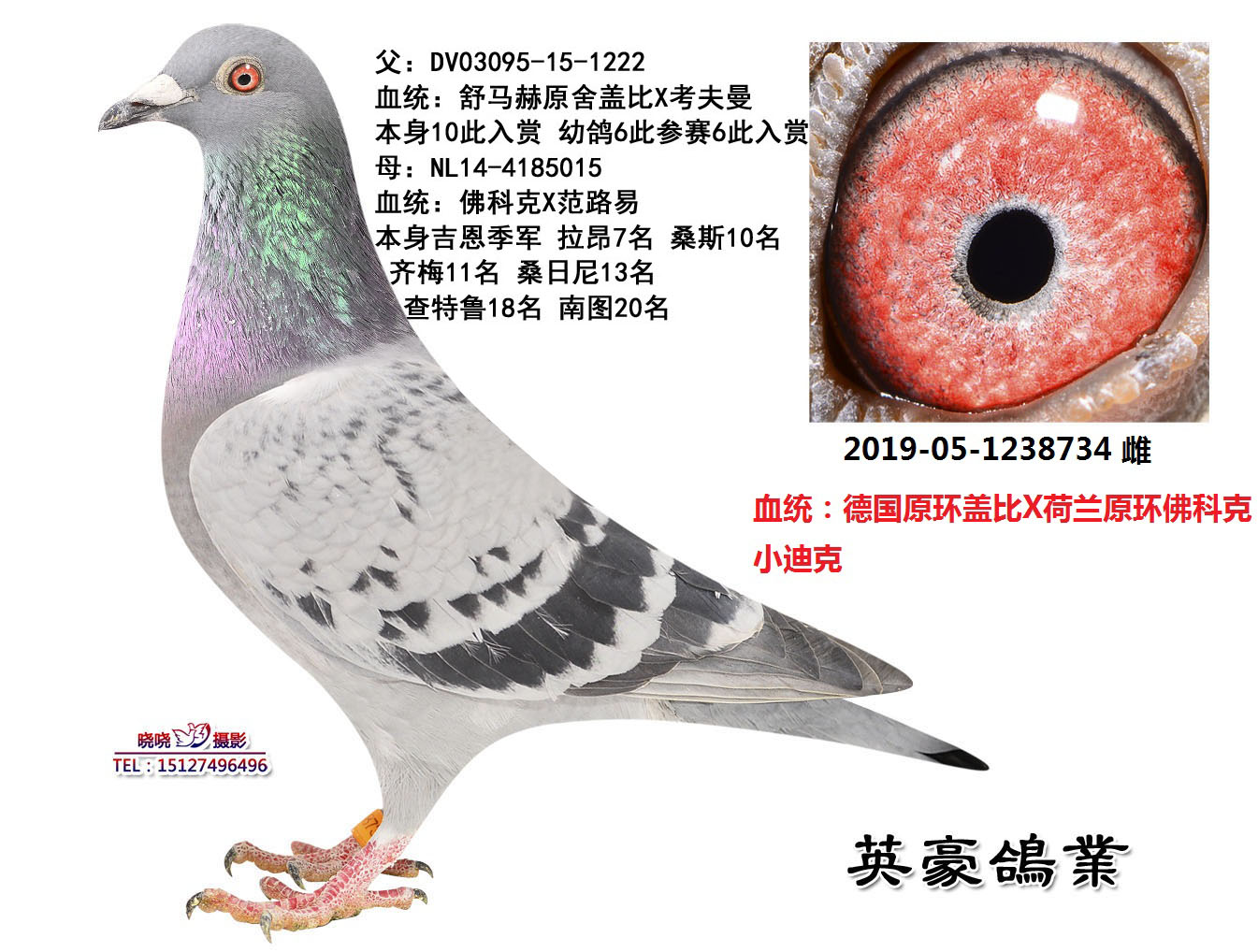 信鸽拍卖首页 拍卖专题 >> 查看拍卖商品 相关图片         商品信息