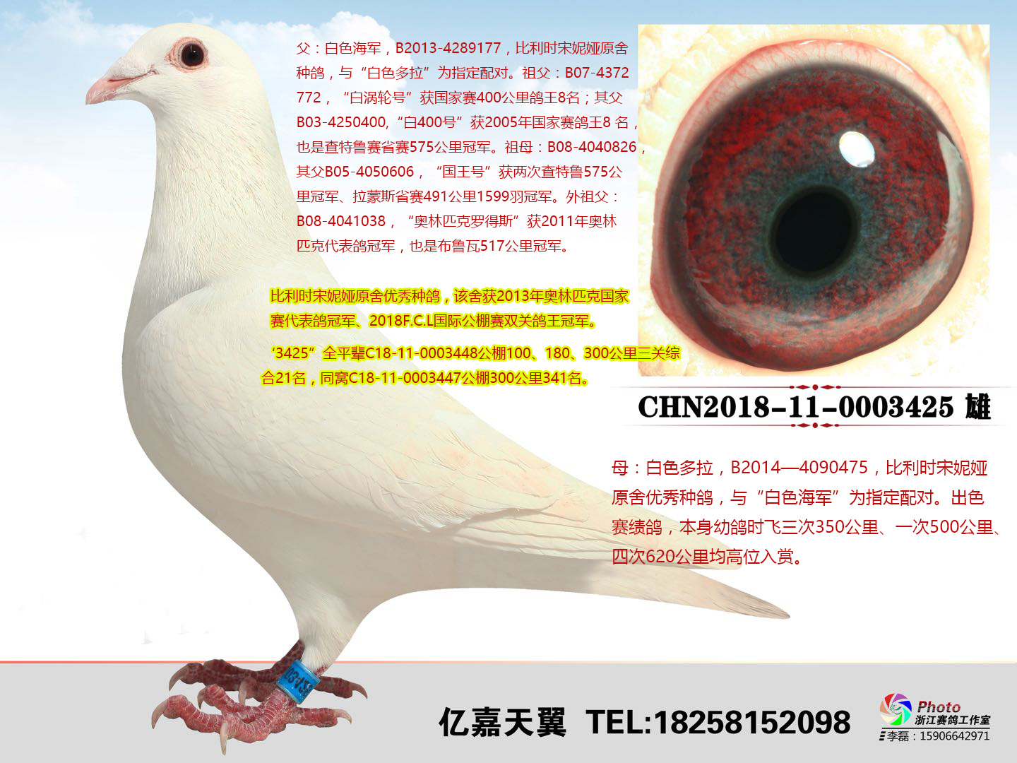 武汉金三角鸽舍 - 中信网铭鸽展厅 www.ag188.com