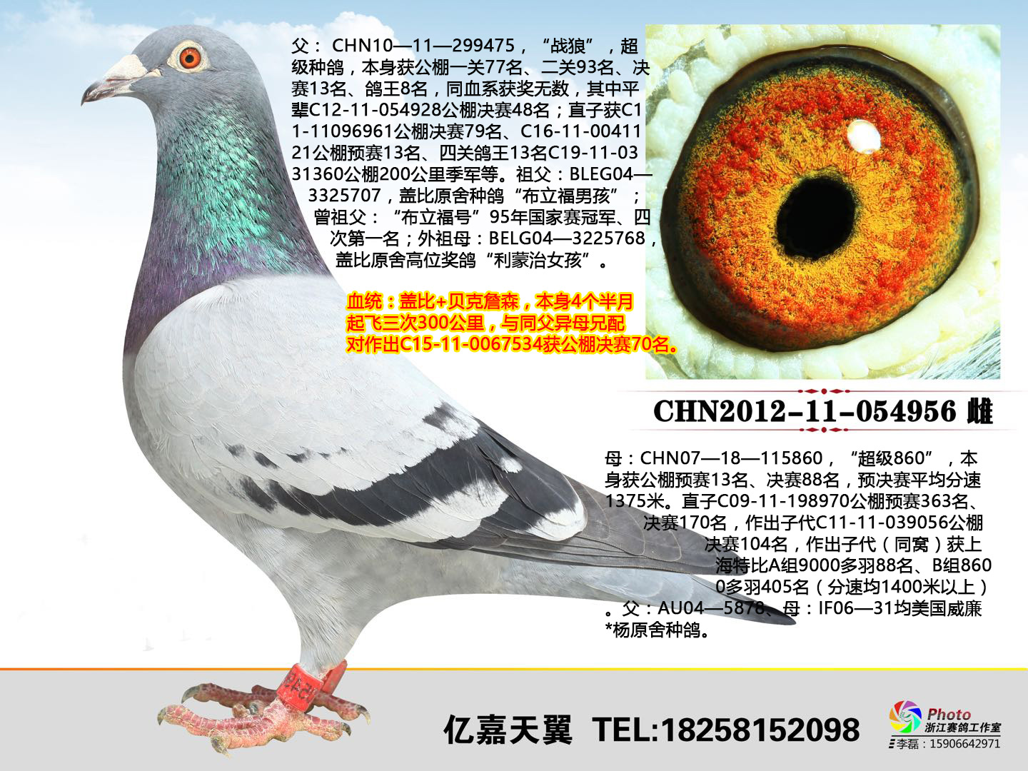 武汉金三角鸽舍 - 中信网铭鸽展厅 www.ag188.com