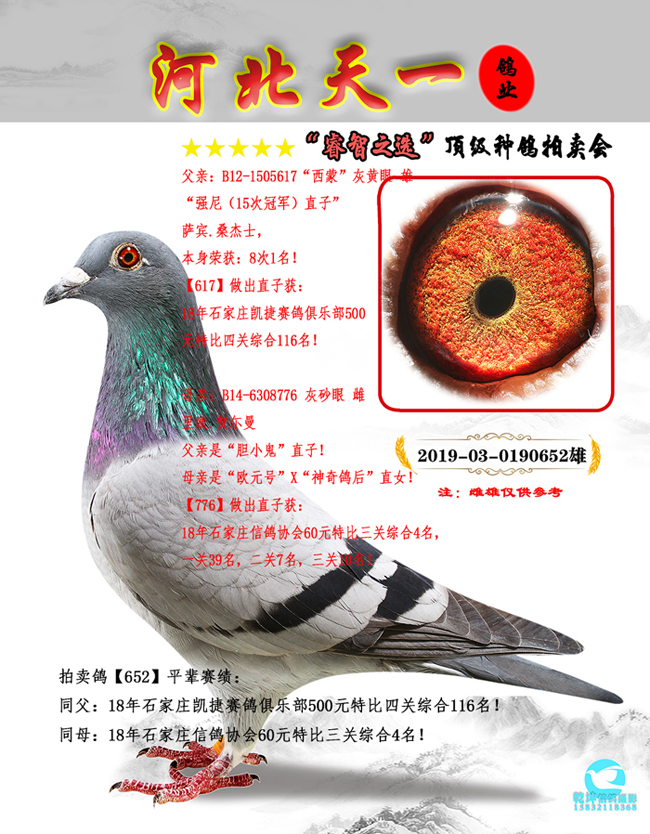 河北天一鸽业 中信网铭鸽展厅 www.ag188.com