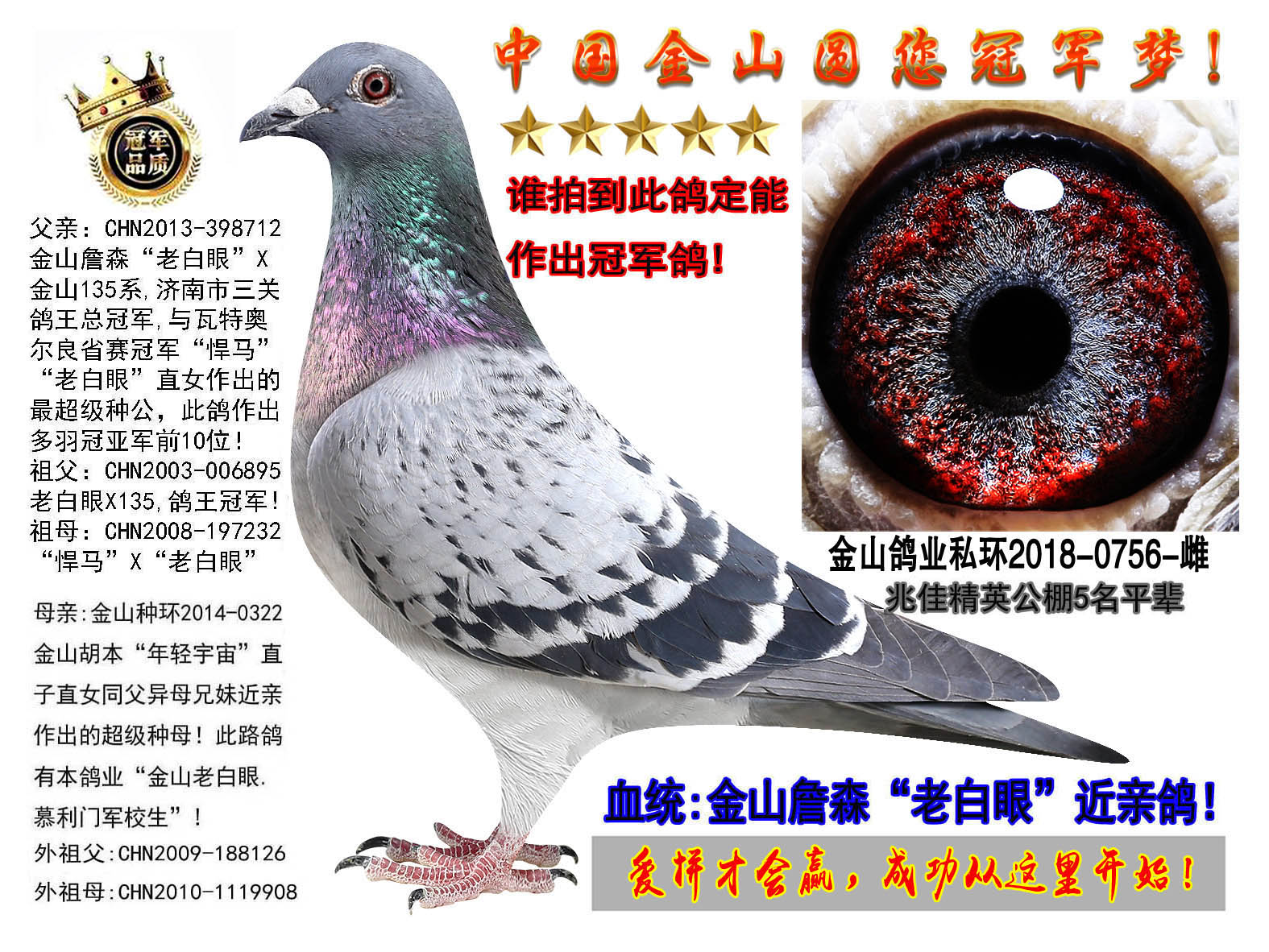 中国金山鸽业 - 中信网铭鸽展厅 www.ag188.com