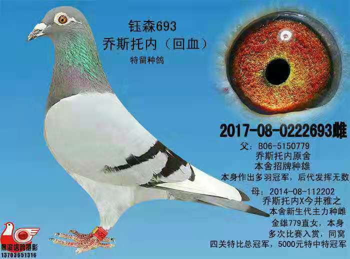 信鸽在线拍卖平台 - 中国信鸽信息网