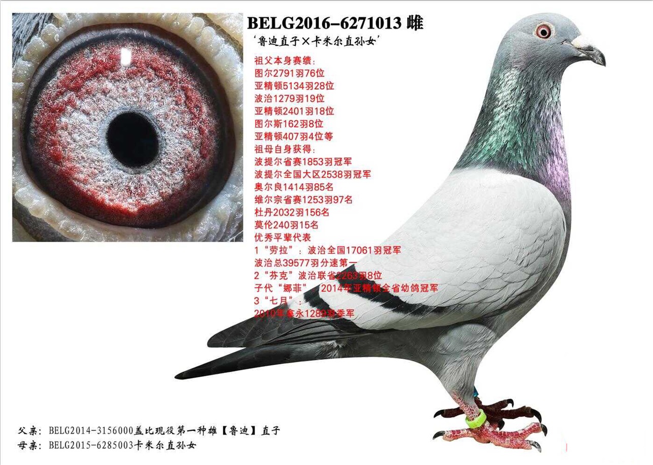 外祖母:盖比鲁迪直系