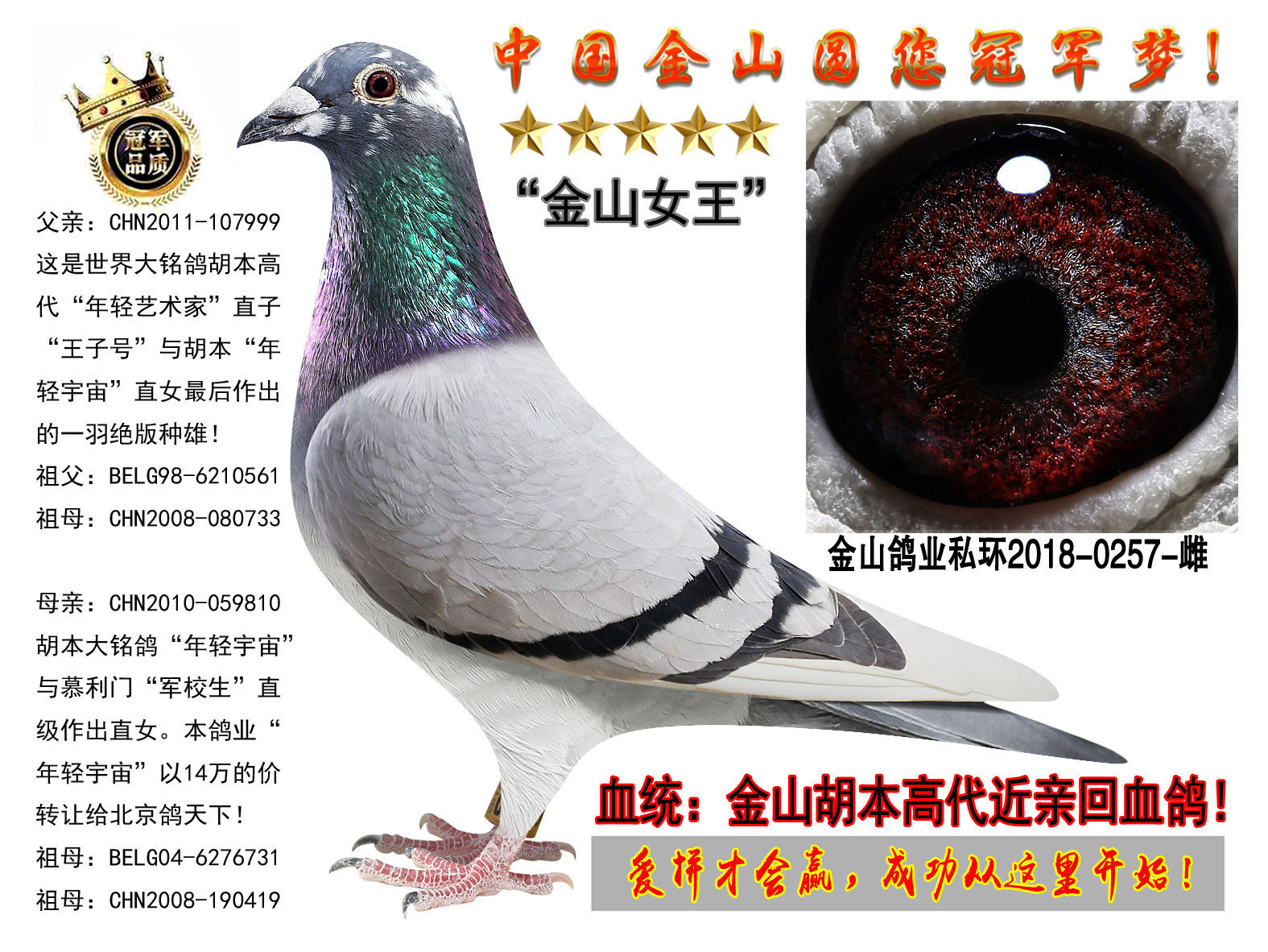 中国金山鸽业 - 中信网铭鸽展厅 www.ag188.com