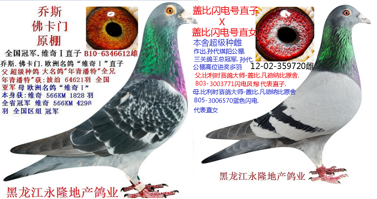 黑龙江永隆地产鸽业 - 中信网铭鸽展厅 www.ag188.com