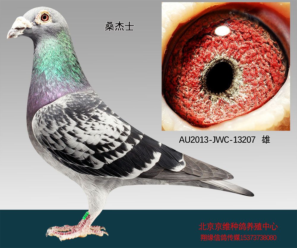 北京京维种鸽养殖中心在线拍鸽
