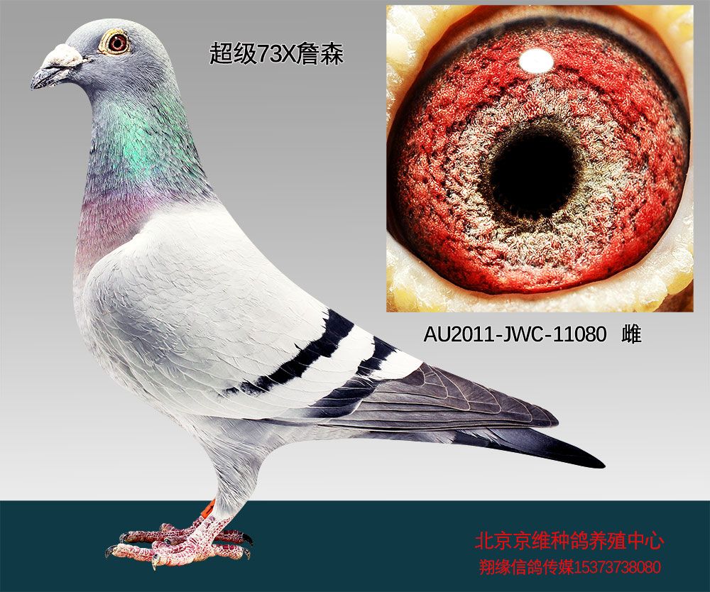 北京京维种鸽养殖中心 - 中信网铭鸽展厅 www.ag188.
