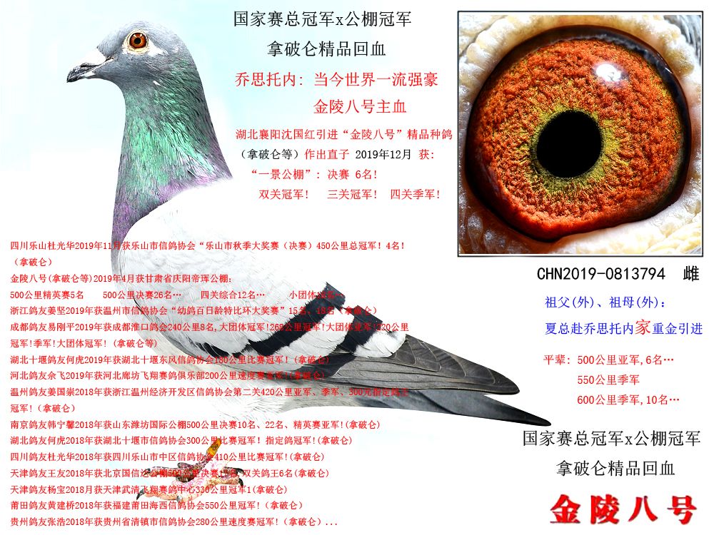 信鸽在线拍卖平台 - 中国信鸽信息网