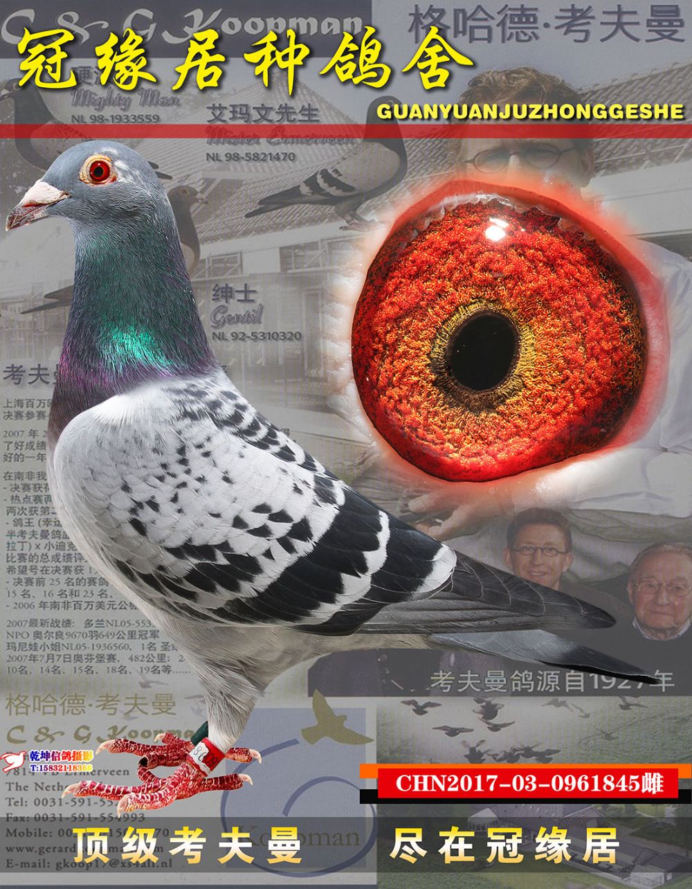 冠缘居种鸽舍在线拍鸽