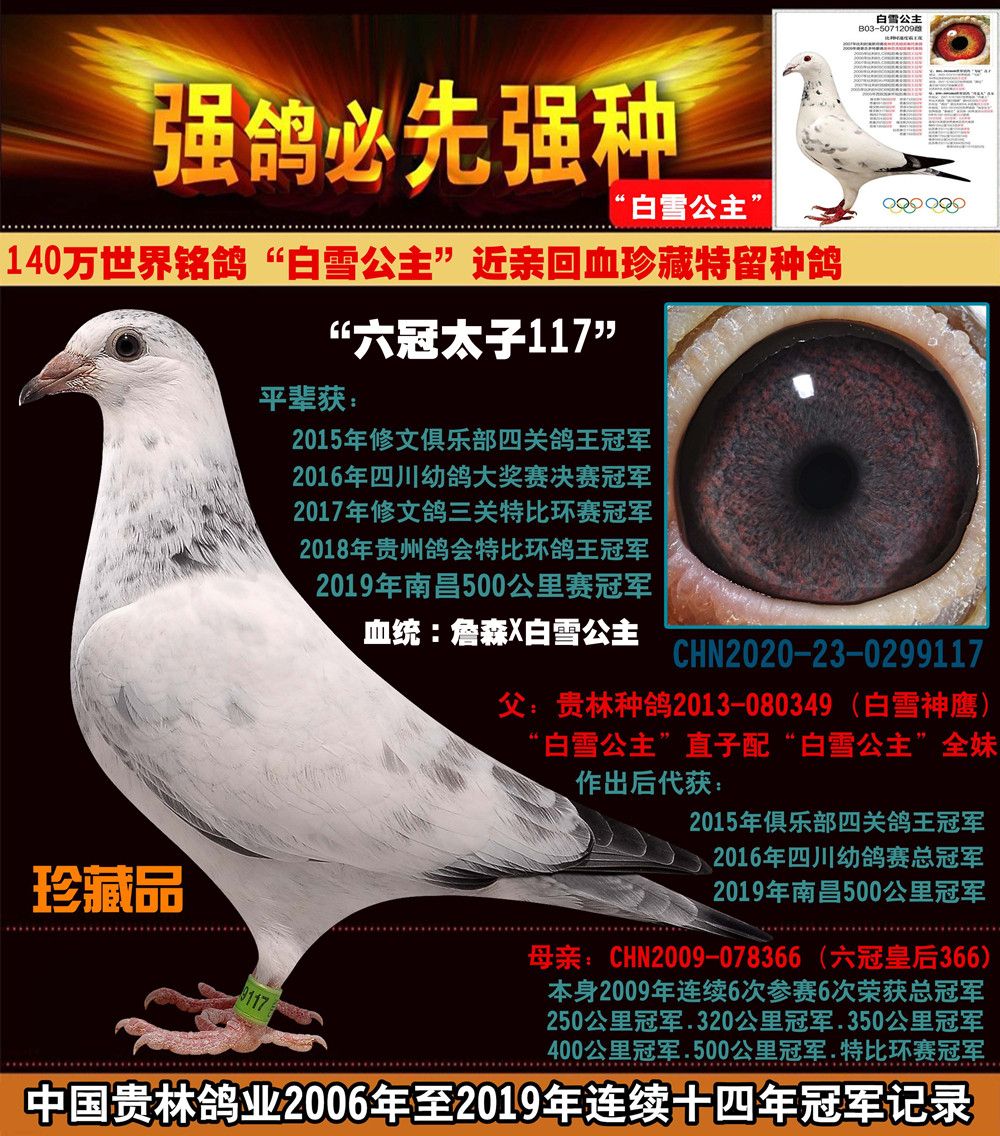 贵州贵林鸽业 - 中信网铭鸽展厅 www.ag188.com