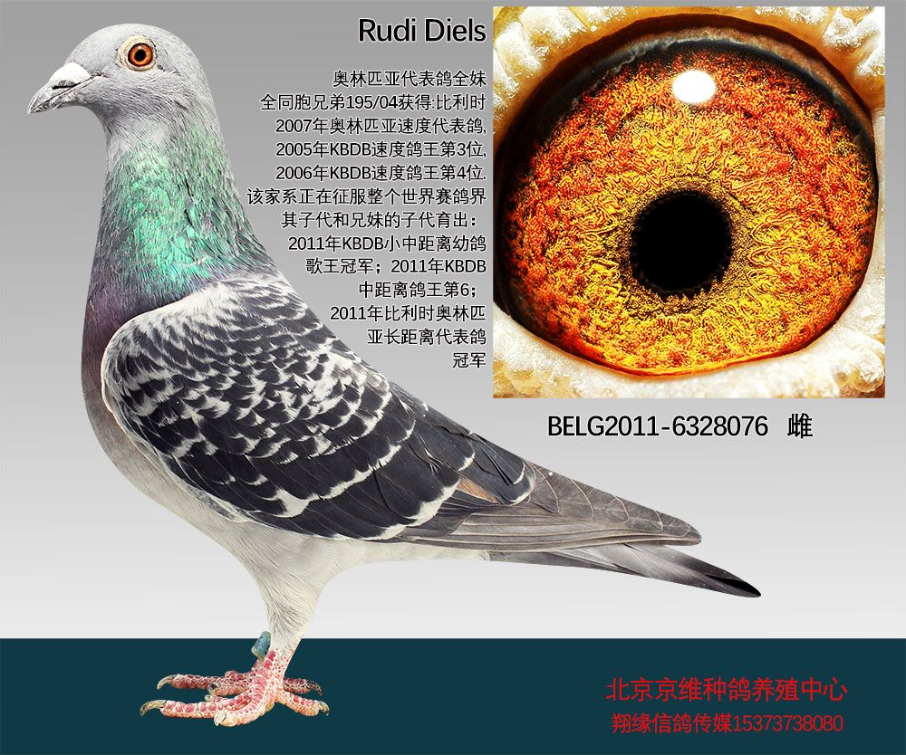 北京京维种鸽养殖中心 - 中信网铭鸽展厅 www.ag188.