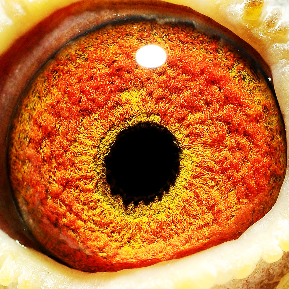 眼睛